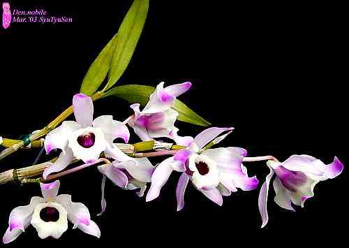 Dendrobium nobile
